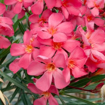 Laurier-rose ou Nerium oleander Framboise