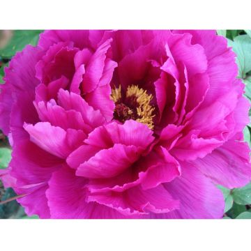 Peonia arbustiva Shima Daijin