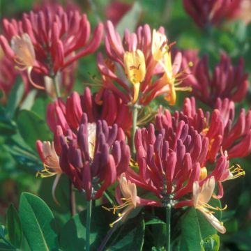 Caprifoglio o Lonicera Goldflame
