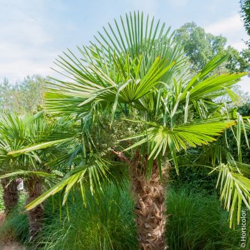 Palma Trachycarpus fortunei o Trachycarpus excelsa