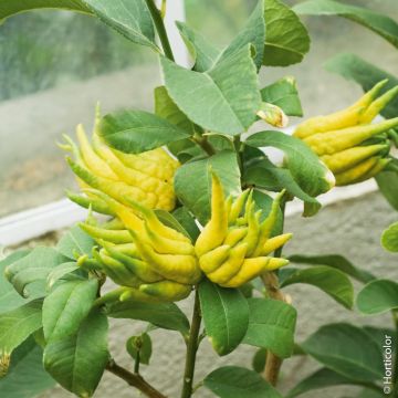 Cedro (agrumi) Main de Bouddha o Citrus medica Digitata