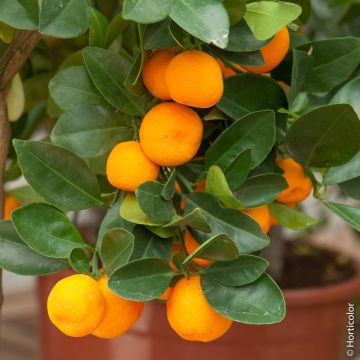 Calamondino, Citrus madurensis, Citrofortunella mitis