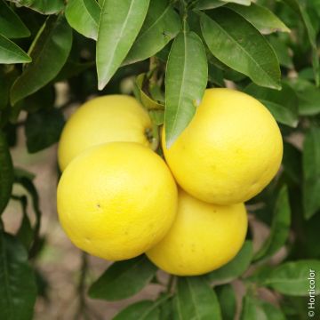 Pompelmo o Citrus paradisi