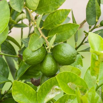 Limetta messicana o Citrus aurantifolia