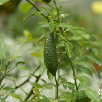 Citronnier caviar o Microcitrus australasica