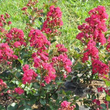 Lagerstroemia INDIYA CHARMS ® BRAISE D'ETE ® 'Indybra' o Lillà delle Indie rosso