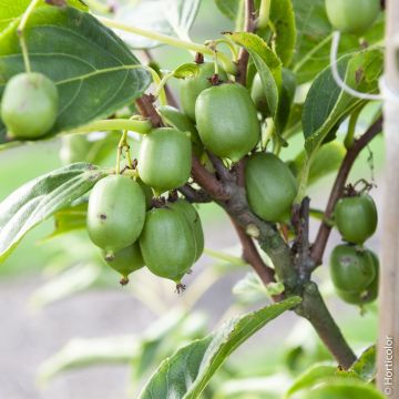 Mini kiwi autofertile, Kiwi di Siberia o Actinidia arguta ‘Issaï’
