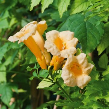 Bignonia gialla o Campsis radicans 'Yellow Trumpet'