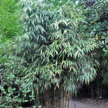 Bambù Pseudosasa japonica
