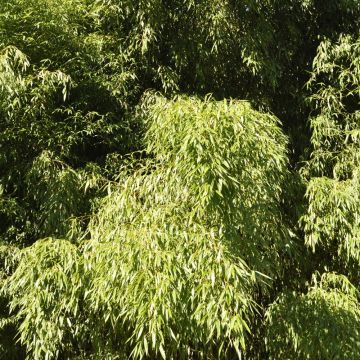 Bambù Phyllostachys flexuosa