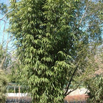 Bambù Pseudosasa amabilis Tenuis