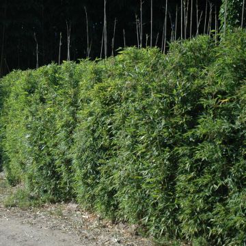 Bambù Semiarundinaria okuboi