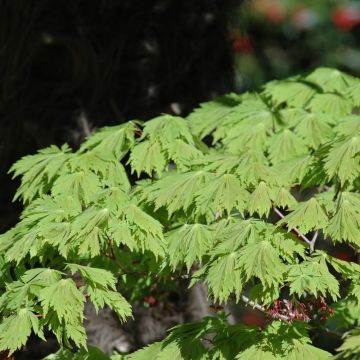 Acero giapponese o Acer japonicum Aconitifolium