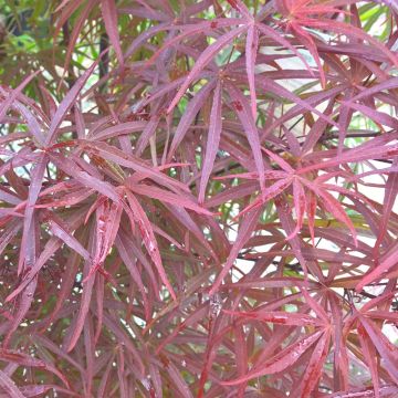 Acero giapponese o Acer palmatum Atrolineare