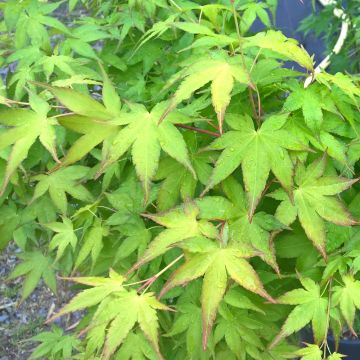 Acero giapponese o Acer palmatum Aureum