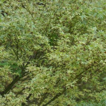 Acero giapponese o Acer palmatum Butterfly