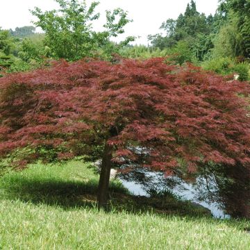 Acero giapponese o Acer palmatum ssp. dissectum Garnet