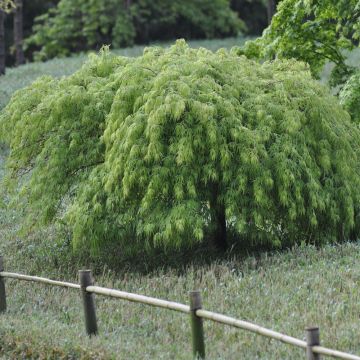 Acero giapponese o Acer palmatum ssp. dissectum Viridis