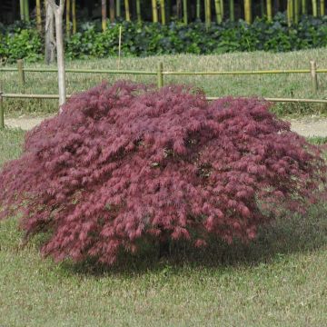 Acero giapponese o Acer palmatum ssp. dissectum Inaba Shidare