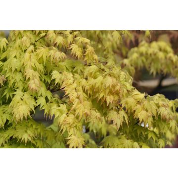 Acero giapponese o Acer palmatum Orange Dream