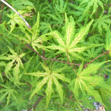 Acero giapponese o Acer palmatum Reticulatum Red