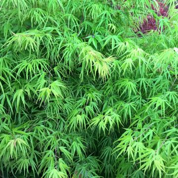 Acero giapponese o Acer palmatum Scolopendrifolium