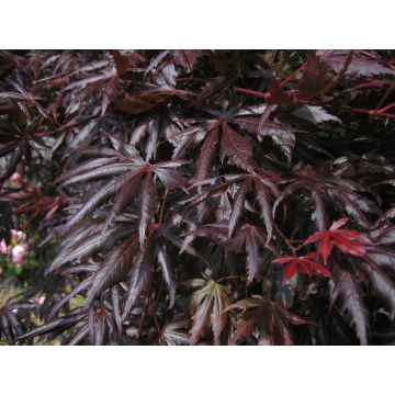 Acero giapponese o Acer palmatum Trompenburg