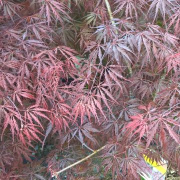 Acero giapponese o Acer palmatum ssp. dissectum Tamukeyama