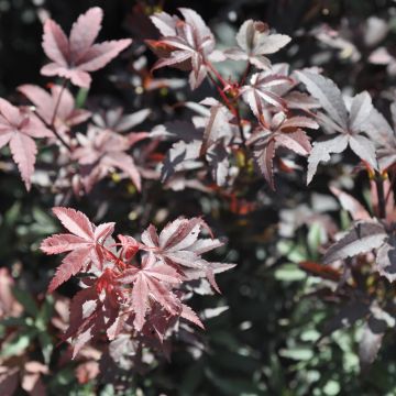 Acero giapponese o Acer palmatum Skeeters Broom