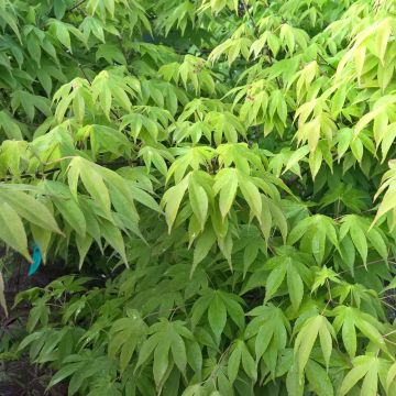 Acero giapponese o Acer palmatum Ozakazuki