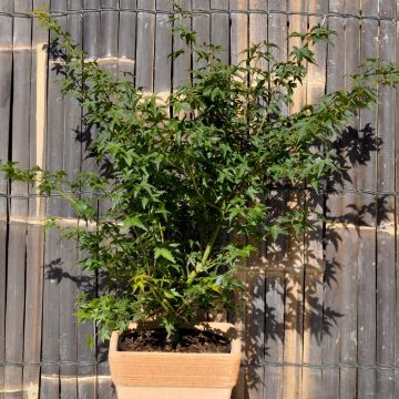 Acero giapponese o Acer palmatum Little Princess
