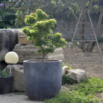 Acero giapponese o Acer palmatum Mikawa Yatsubusa