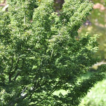 Acero giapponese o Acer palmatum Shishigashira