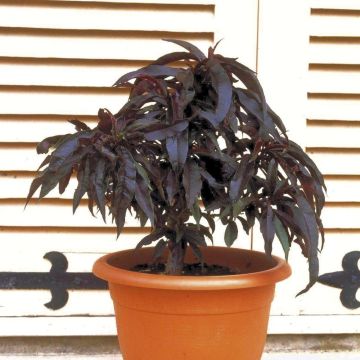 Pesco Nano CRIMSON ® Bonfire