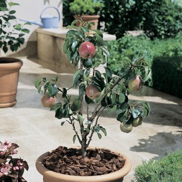 Pero Nano GARDEN GEM ® Pyred
