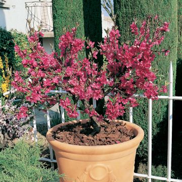 Nettarine nano GARDEN BEAUTY ®