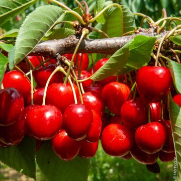 Ciliegio Bigarreau SWEETHEART ® Sumtare