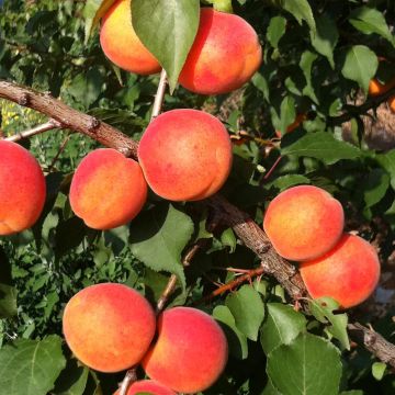 Albicocco ORANGE SUMMER ® Cov