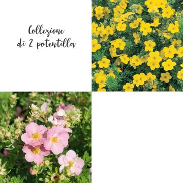 Collezione di 2 potentilla