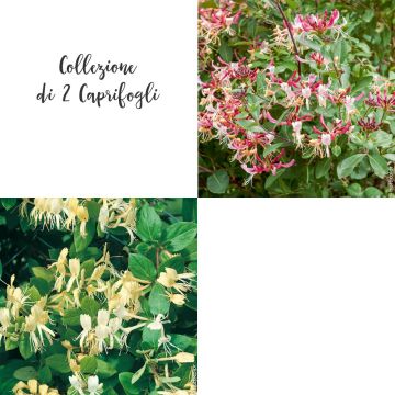 Collezione di 2 Caprifogli