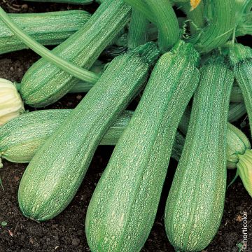 Zucchina precoce degli ortolani