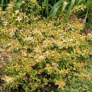 Abelia Kaleidoscope ®