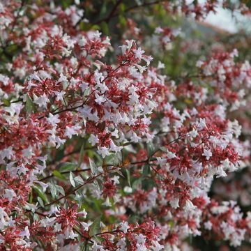 Abelia grandiflora - Abélia à grandes fleurs