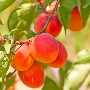 Albicocco Rossa del Roussillon Bio