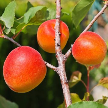 Albicocco Nano GARDEN APRIGOLD ®