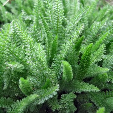 Achillea crithmifolia