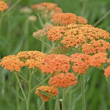 Achillea millefolium Terracotta