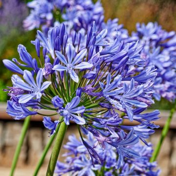 Agapanto o Agapanthus Ever Sapphire