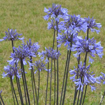 Agapanto o Agapanthus Graphite Blue