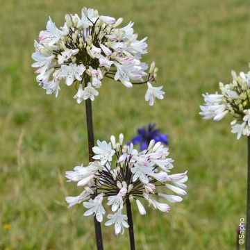 Agapanto o Agapanthus Graphite White
